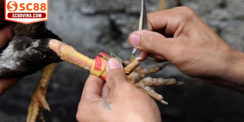 Cách chơi đá gà cựa sắt dễ dàng, dễ hiểu mang tính cạnh tranh cao