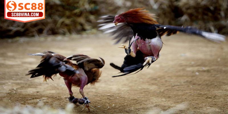 Thiết lập và kích hoạt tài khoản tham gia chọi kê an toàn tuyệt đối