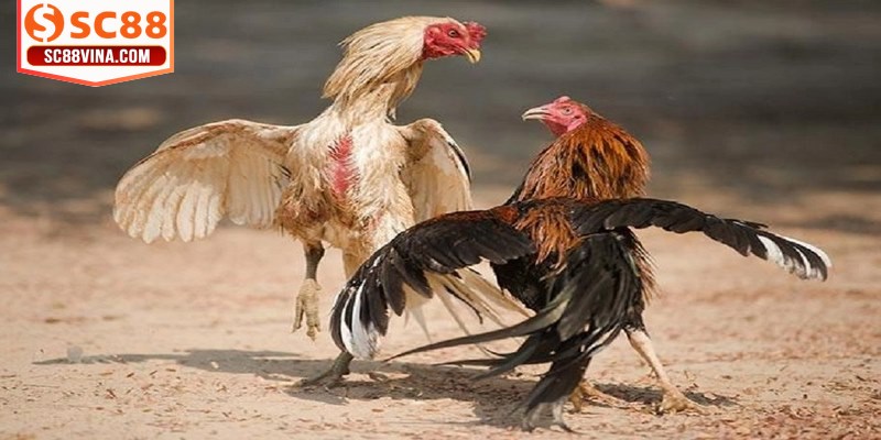 Để đặt cược hiệu quả, bạn cần nghiên cứu các dữ liệu về chiến kê