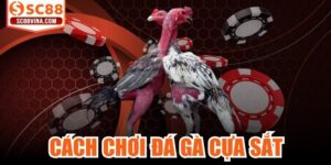 Cách Chơi Đá Gà Cựa Sắt