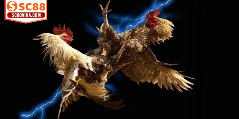 Sân chơi đá gà tạo ra một môi trường giải trí an toàn và tiện lợi