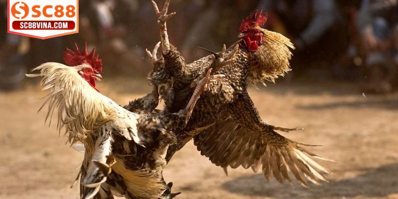 Nghiên cứu cặn kẽ về nguồn gốc, tình trạng sức khỏe của chiến kê