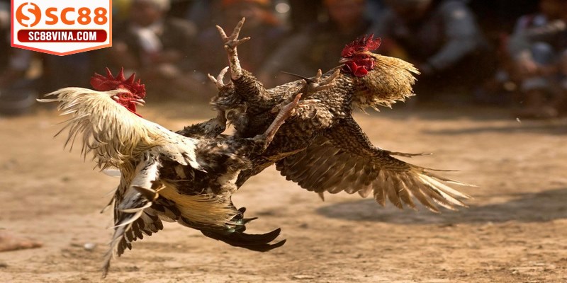 Đá gà trực tiếp casino tập hợp những giải đấu lớn nhỏ toàn cầu