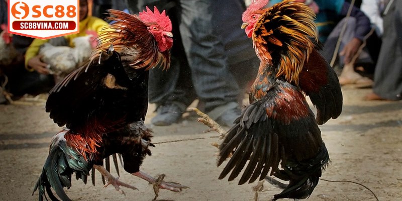 Có đội ngũ bình luận viên chọi kê chuyên nghiệp số 1 hiện nay