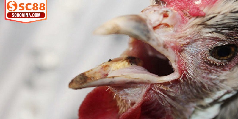 Gà thở khò khè khiến người nuôi lo lắng và tìm cách khắc phục