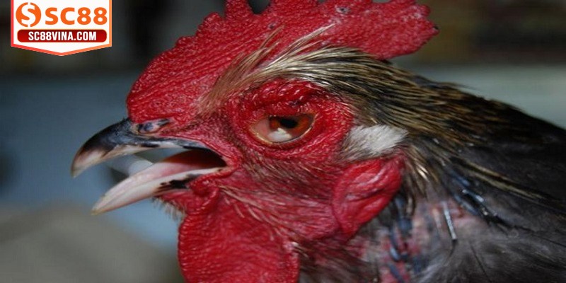 Dùng kháng sinh Erythromycin hoặc Hen Đỏ để trị bệnh ngay lập tức