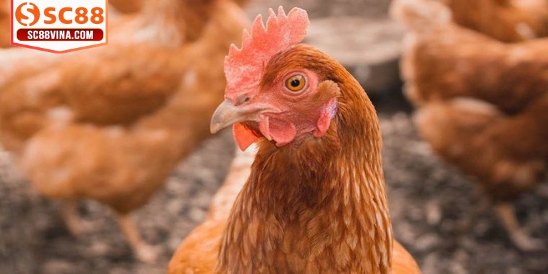 Thuốc đặc trị khò khè cho gà chỉ nên dùng khi có chỉ định từ bác sĩ