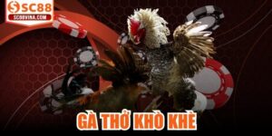 Gà Thở Khò Khè