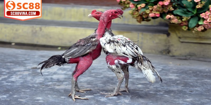 Tất cả những con gà sở hữu vảy đặc biệt đều mang giá trị lớn