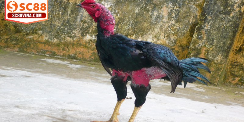 Thực hiện việc quan sát trực tiếp từng con gà để đánh giá vóc dáng