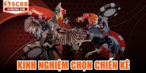 Kinh Nghiệm Chọn Chiến Kê