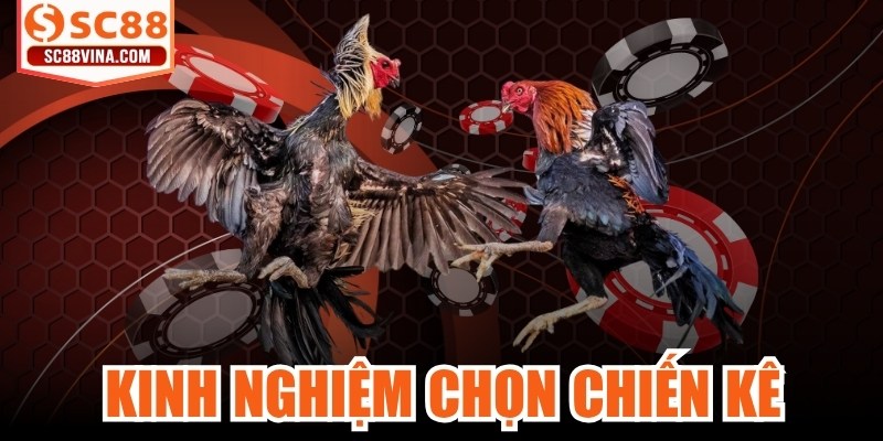 Kinh Nghiệm Chọn Chiến Kê